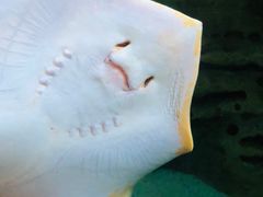 -珠海长隆海洋王国