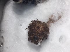 -PETKIT 小佩宠物·低压洗护·美容·寄养(安远店)