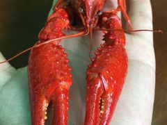 -靓靓蒸虾·头牌蒸虾(南山桂庙店)