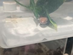 -酷以爬仙阁实体爬宠店·守宫·蜥蜴·专业繁育