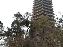 -博雅塔