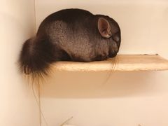 -龙猫仔乐园(惠福东路店)