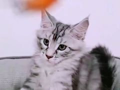 -十年猫舍·猫咪专门店(普陀店)