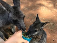 -费瑟代尔野生动物园