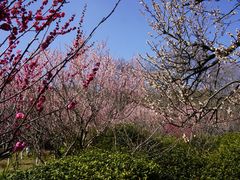 -雨花胜境
