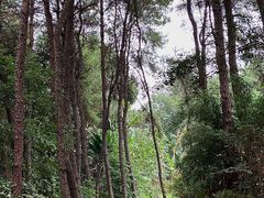 -铁山坪森林公园