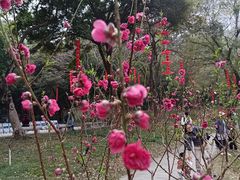 -桃花涧