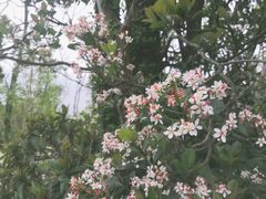 -东澳岛