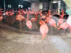 -石家庄市动物园