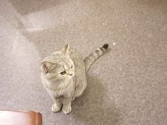 -猫色咖啡·猫咖
