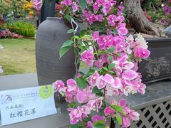 -莲花山公园