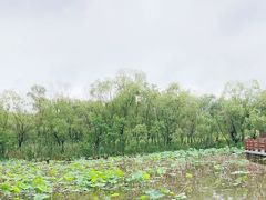 -长兴太湖图影湿地文化园