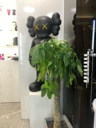 -AYO SALON