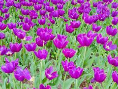 -洛阳郁金香牡丹园