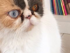 -平行世界·猫咖(首经贸店)