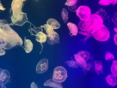 -成都浩海立方海洋公园