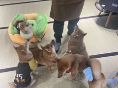 -逗柴咖啡屋·狗咖猫咖宠物桌游