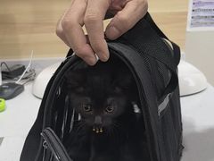 -瑞派宠物医院·犬猫全科·猫友好(宾水西道店)