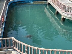 -广东惠东海龟国家级自然保护区