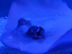 -芜湖新华联大白鲸海洋公园