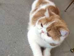 -飞行喵MR PILOT|猫舍·猫咖(静安大融城店)
