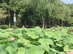 -陈家山荷花公园