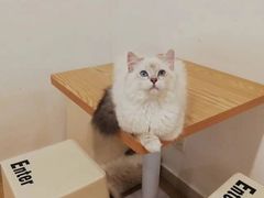 -有喵·猫咖·狗咖·40+猫狗有小奶狗(岗厦店)