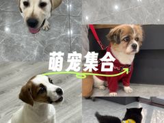 -艾贝尔宠物医院·宠保定点·超声绝育·免疫点(樱花路店)