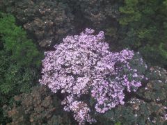 -梧桐山风景名胜区