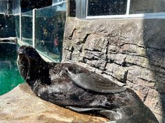 -西雅图水族馆