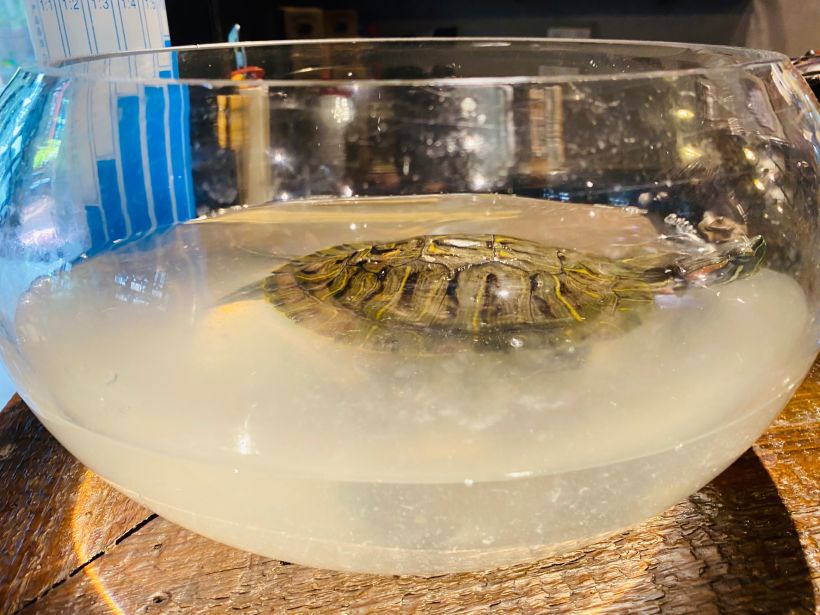 圆圆觅食记之 浓情～龟龙片甲