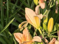 -汉长安城未央宫国家考古遗址公园