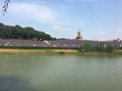 -大塘金香草谷