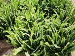 -龙大花卉苗木市场