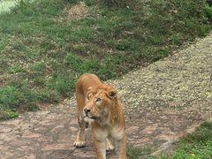 -西霞口神雕山野生动物世界