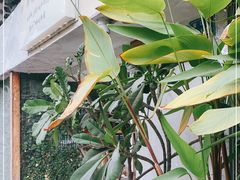 -野草莓自由市场