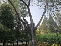 -玲珑塔公园