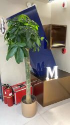 -木北造型