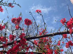 -成都市活水公园