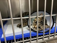 -中农国际动物医院24小时·猫科·骨科·急重症中心