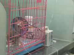 -米苏动物医院·犬猫专科·骨科外科内窥镜