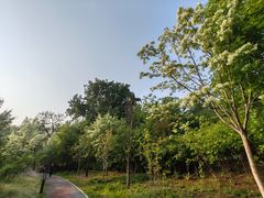 -莲花池公园