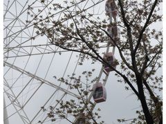 -顾村公园