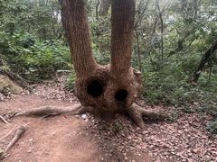 -上海佘山国家森林公园天马山园