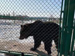 -鄂尔多斯野生动物园