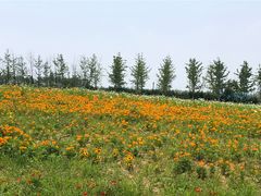 -武汉紫薇都市田园