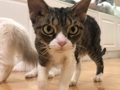 -momokira米努特·德文卷毛猫·棉花面纱犬