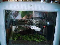 -海边的猫和咖啡馆