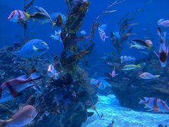 -海合安成都极地海洋公园