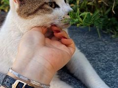 -金鸡湖桃花岛